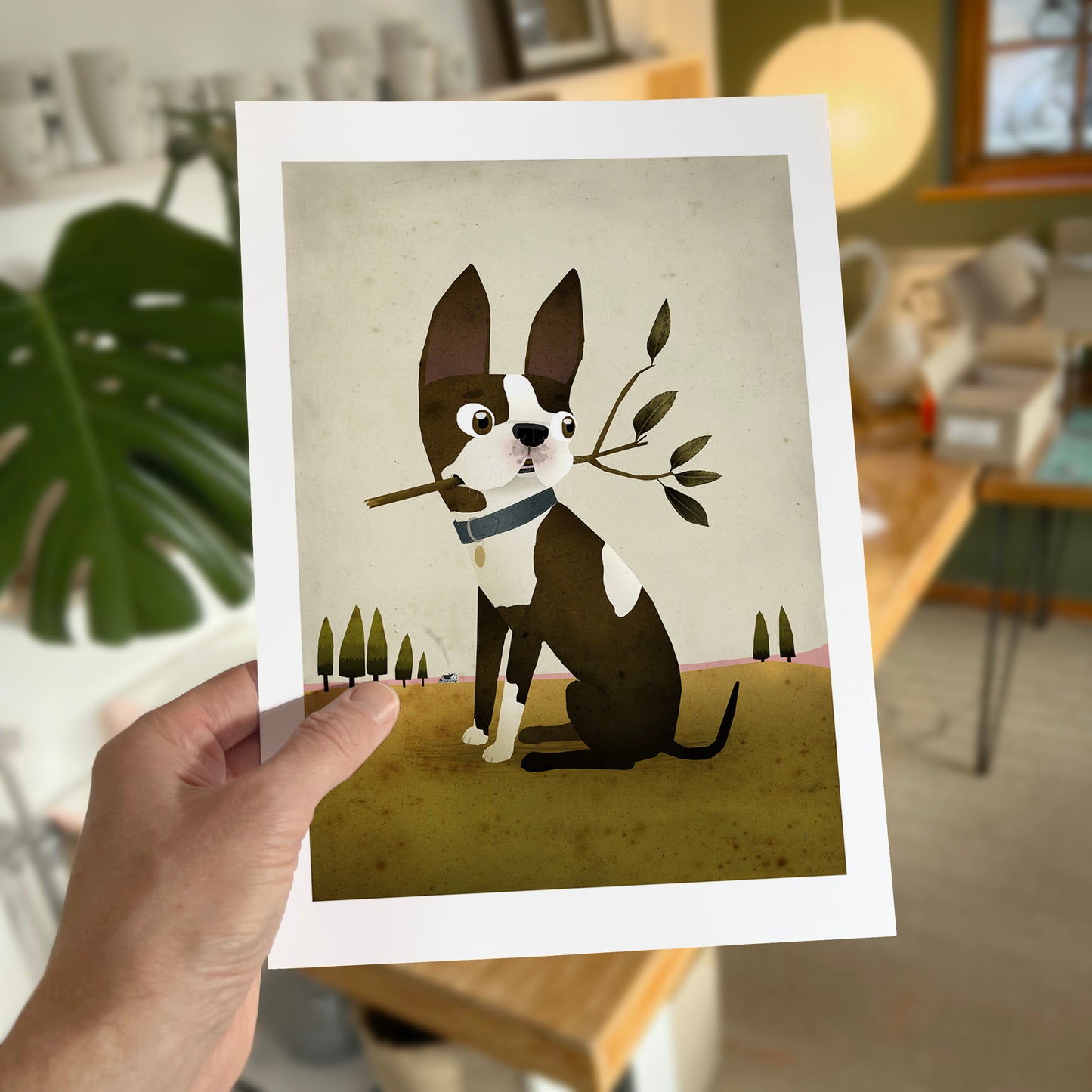 Boston Terrier