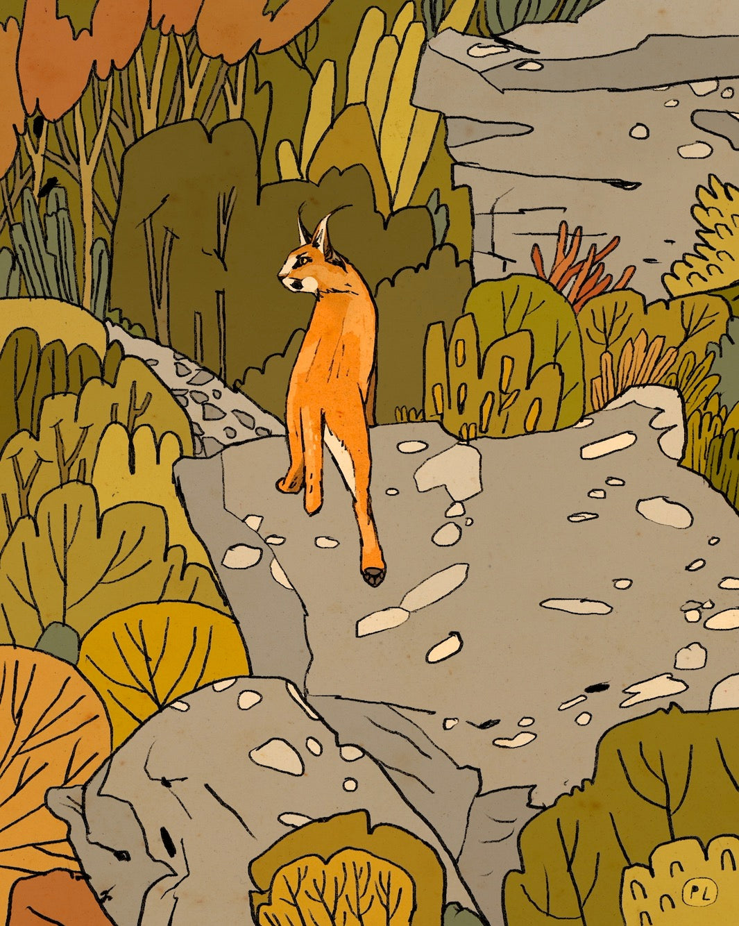 Daily Drawing - Caracal