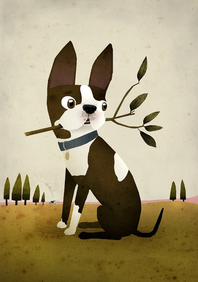 Boston Terrier