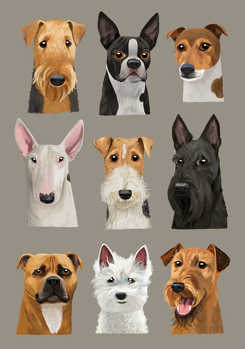 Terriers