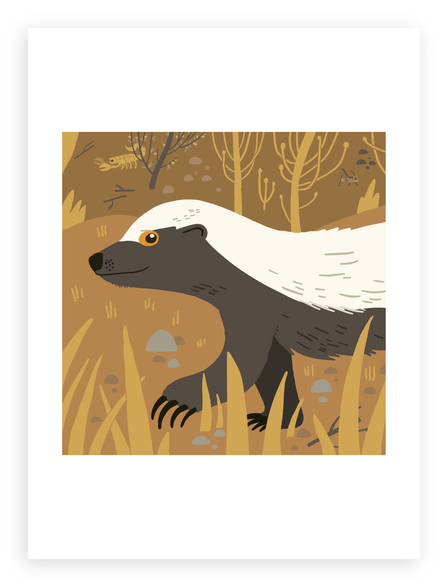 South African Animals (square) Honey Badger